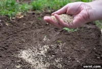 Is It Too Late to Plant Grass Seed Fall Timing Explained
