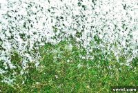 11 Essential Steps to Winter-Proof Your Lawn Today