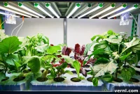 Grow Lights vs. Regular Bulbs: A Spectrum of Differences for Plant Success