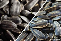 Black Oil Versus Striped Sunflower Seeds The Ultimate Comparison