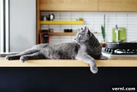 Is Your Home Plagued by Cat Odor? Eradicate It Now