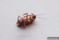 Boric Acid Pest Control Home Safety Guide
