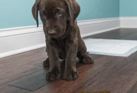 No More Indoor Accidents How To Stop Your Dog From Peeing Inside