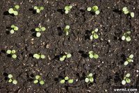 Beyond Basic Dirt: Crafting the Perfect Blend for Thriving Gardens