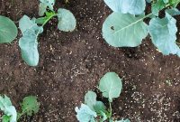 Unlock Your Garden’s Potential with Sulfur