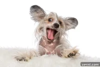 Conquer Dog Odor: 5 Secrets to a Fresh Home