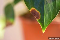 Decoding Your Plants Brown Leaf Tips
