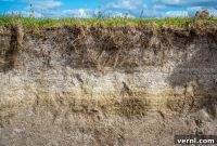 The Unseen Foundation: Why Subsoil Matters for Your Garden