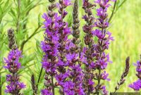 Bane of the Backyard: Poisonous and Invasive Plants