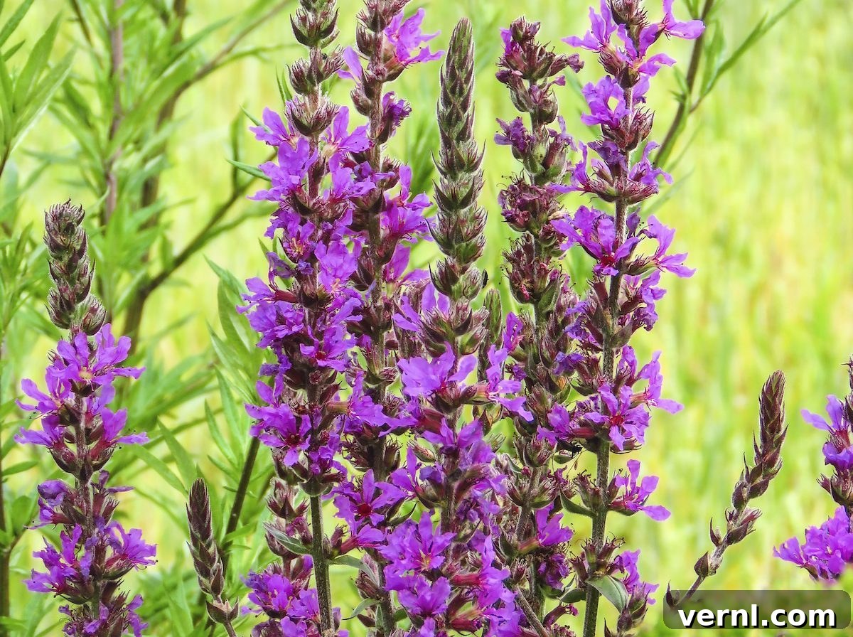 featured 448890