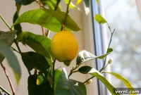 How to Grow Lemon Trees Indoors Successfully