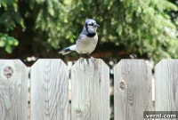 Your Fence A Friend to Local Wildlife