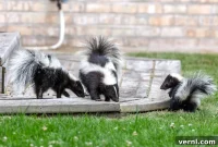 Skunk Wisdom for Homeowners