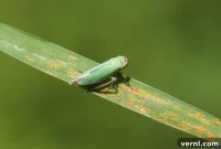 Leafhoppers: Identification and Control Strategies