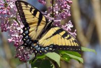 Mastering Lilac Pruning for Spectacular Blooms