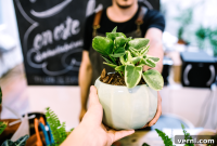 Welcoming Your New Plant Home