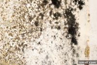 Mold Versus Mildew Unveiling The Truth