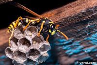 Spring Queen Elimination for a Wasp-Free Summer