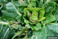 Mastering Garden Pests: A Homeowner’s Playbook