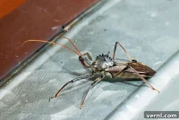 Assassin Bugs: Nature’s Miniature Killers
