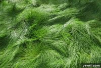 Smart Grass Solutions Your Guide to Effortless Green