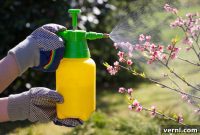 Homemade Insecticidal Soap for Garden Pests