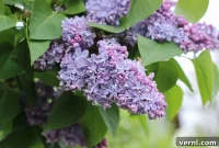 Flourishing Lilacs: A Complete Guide