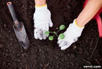 Your Soil’s Story: What Its Color Tells You About Garden Health