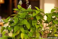 Unlocking the Mystery of Your Lilac That Wont Bloom