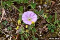 The Ultimate Guide to Bindweed Control