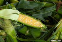 Cultivating Golden Kernels in Your Garden