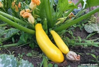 Squash Success From Seed to Harvest