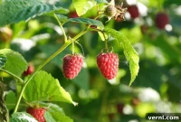 Growing Succulent Raspberries