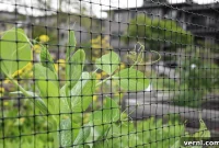 Outsmart Garden Pests with Wire Mesh