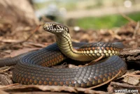 Snake Sighting at Camp 3 Vital Safety Steps
