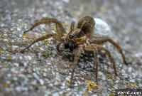 Wolf Spiders: The Full Story