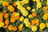 From Seed to Sunshine: Cultivating Beautiful Marigolds