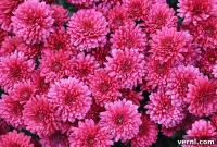 Mums: Annuals or Perennials?