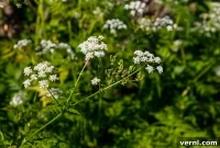 The Extreme Danger of Poison Hemlock