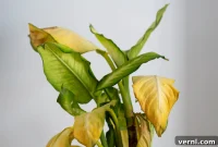 Too Much of a Good Thing: Recognizing Overwatered Plants