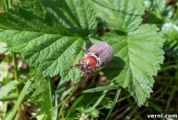 Are June Bugs Biters? The Definitive Answer
