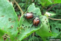 Japanese Beetles: What Every Homeowner Needs to Know