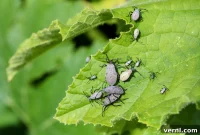 Essential Tips for a Squash Bug-Free Garden