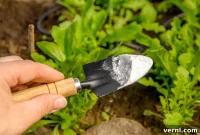 Secret Uses for Baking Soda in Your Garden