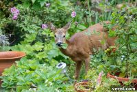 Deer-Proof Your Garden