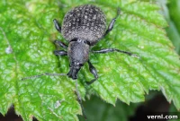 Understanding and Managing the Strawberry Root Weevil