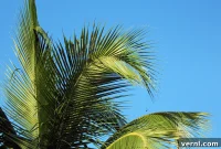 Unveiling Palm Fronds: Your Comprehensive Guide