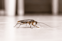 TikTok’s Lavender Water Roach Hack: Myth or Miracle?