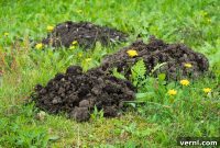 Yard Mole Alert: Spotting and Solving the Problem