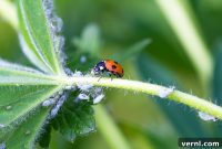 Ladybugs: Nature’s Way to Banish Aphids